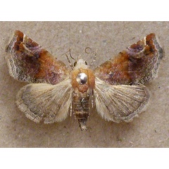 /filer/webapps/moths/media/images/A/apicimacula_Eublemmoides_A_Butler.jpg
