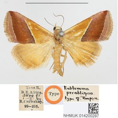 /filer/webapps/moths/media/images/P/perobliqua_Eublemma_HT_BMNH.jpg
