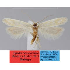/filer/webapps/moths/media/images/L/luteomaculata_Aspades_HT_ZMHB.jpg