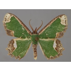 /filer/webapps/moths/media/images/H/hemistrigata_Archichlora_A_ZSM_01.jpg