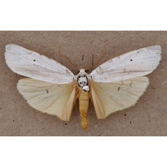 /filer/webapps/moths/media/images/I/interjecta_Paraona_A_Butler.jpg