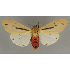 /filer/webapps/moths/media/images/P/perineti_Creatonotos_HT_BMNH.jpg