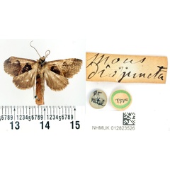 /filer/webapps/moths/media/images/D/disjuncta_Mocis_HT_BMNH.jpg