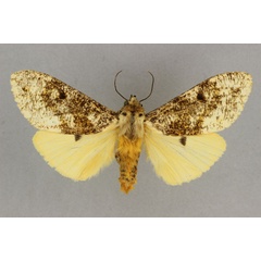 /filer/webapps/moths/media/images/M/multistrigata_Teracotona_HT_BMNH.jpg