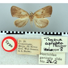/filer/webapps/moths/media/images/A/aprepta_Tegena_HT_BMNH.jpg
