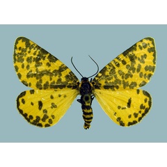 /filer/webapps/moths/media/images/G/geometrina_Zerenopsis_AF_Staude.jpg
