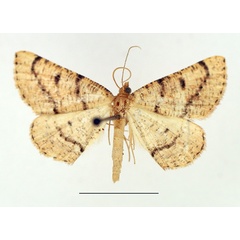 /filer/webapps/moths/media/images/O/ochrea_Pareclipsis_AM_TMSA.jpg
