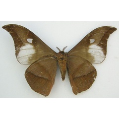 /filer/webapps/moths/media/images/M/mitfordi_Bunaea_HT_NHMUKb.jpg