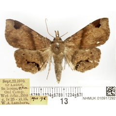 /filer/webapps/moths/media/images/A/africana_Mecodina_AM_BMNH.jpg