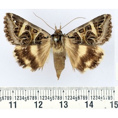 /filer/webapps/moths/media/images/V/vermiculosa_Cerocala_AF_BMNH.jpg