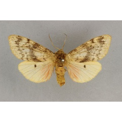 /filer/webapps/moths/media/images/S/submacula_Teracotona_AF_BMNH.jpg