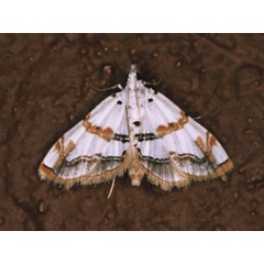 /filer/webapps/moths/media/images/F/flavimargo_trichophysetis_A_Roland.jpg
