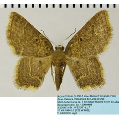 /filer/webapps/moths/media/images/A/alticola_Eois_AF_ZSMa.jpg