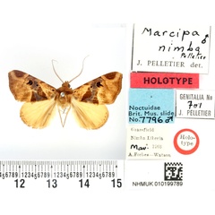 /filer/webapps/moths/media/images/N/nimba_Marcipa_HT_BMNH.jpg