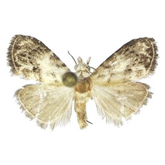 /filer/webapps/moths/media/images/N/ndoki_Bellanola_HT_ANHRT.jpg