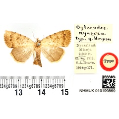 /filer/webapps/moths/media/images/N/nyasica_Oglasodes_HT_BMNH.jpg
