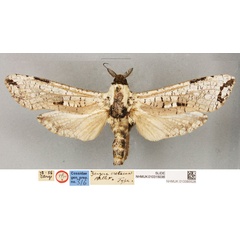 /filer/webapps/moths/media/images/C/cretacea_Zeuzera_LT_BMNH.jpg