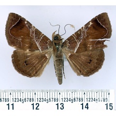 /filer/webapps/moths/media/images/P/perexcurvata_Dysgonia_AM_BMNH.jpg