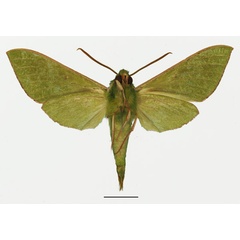 /filer/webapps/moths/media/images/E/ellisoni_Chaerocina_AM_Basquinb.jpg