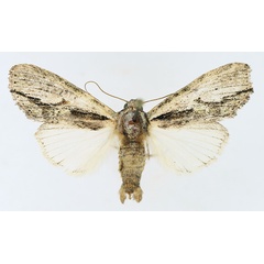 /filer/webapps/moths/media/images/C/cervicornis_Crionica_AM_TMSA_02.jpg