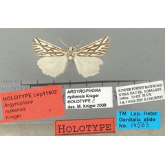 /filer/webapps/moths/media/images/N/nyikensis_Argyrophora_HT_TMSA.jpg