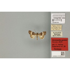 /filer/webapps/moths/media/images/G/goateri_Aconzarba_PTM_BMNHa.jpg