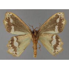 /filer/webapps/moths/media/images/S/subfuscata_Bathycolpodes_A_ZSM_02.jpg