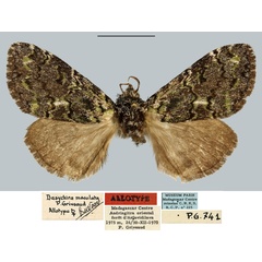 /filer/webapps/moths/media/images/M/maculata_Dasychira_AT_MNHN.jpg
