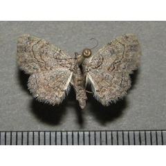 /filer/webapps/moths/media/images/R/renimacula_Orbamia_A_Goff.jpg