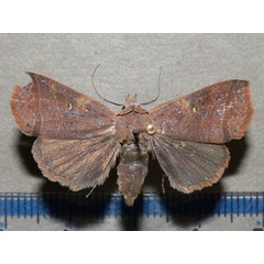 /filer/webapps/moths/media/images/F/fustina_Leocyma_A_Goff_01.jpg