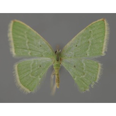 /filer/webapps/moths/media/images/S/simplex_Costomolopsis_A_ZSM_01.jpg