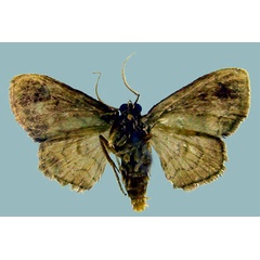 /filer/webapps/moths/media/images/A/arabukoensis_Isoplenodia_AM_ZSMb.jpg