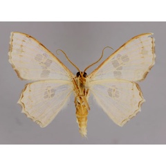 /filer/webapps/moths/media/images/M/malagasy_Antitrygodes_A_ZSM_02.jpg