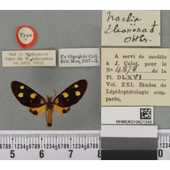 /filer/webapps/moths/media/images/E/eleonora_Naclia_LT_BMNHa.jpg