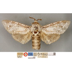 /filer/webapps/moths/media/images/C/crucis_Cossus_LT_BMNH.jpg