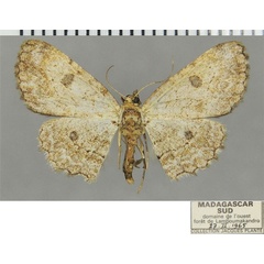 /filer/webapps/moths/media/images/P/pauperata_Orbamia_AF_ZSM.jpg