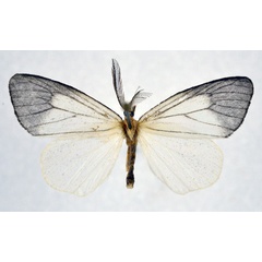 /filer/webapps/moths/media/images/T/teroensis_Paramarbla_A_NHMO_02.jpg