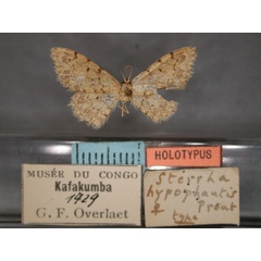 /filer/webapps/moths/media/images/H/hypophautis_Idaea_HT_RMCA_01.jpg