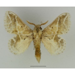 /filer/webapps/moths/media/images/K/koellikerii_Eucraera_AM_Basquin_02.jpg