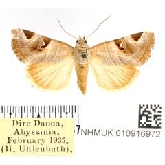 /filer/webapps/moths/media/images/C/calimanii_Brevipecten_AF_BMNH.jpg