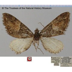 /filer/webapps/moths/media/images/E/edwardsi_Eupithecia_HT_BMNH.jpg