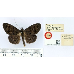 /filer/webapps/moths/media/images/P/polycyma_Tavia_HT_BMNH.jpg