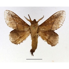 /filer/webapps/moths/media/images/R/robusta_Gastromega_AM_Basquin.jpg