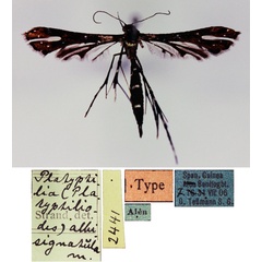 /filer/webapps/moths/media/images/A/albisignatula_Platyptilia_ST_ZMHBa.jpg