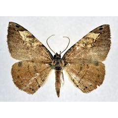 /filer/webapps/moths/media/images/A/acorema_Chelotephrina_AF_NHMO.jpg