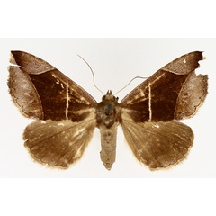 /filer/webapps/moths/media/images/E/erecta_Dysgonia_AF_TMSA_02.jpg