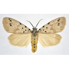 /filer/webapps/moths/media/images/N/nepheloptera_Galtara_AM_NHMO_01.jpg