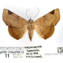 /filer/webapps/moths/media/images/A/anceps_Mecodinops_AF_BMNH.jpg