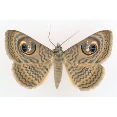 /filer/webapps/moths/media/images/P/pretiosissima_Calliodes_AM_TMSA_01.jpg