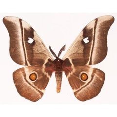 /filer/webapps/moths/media/images/A/aslauga_Bunaea_AM_Basquin_01a.jpg